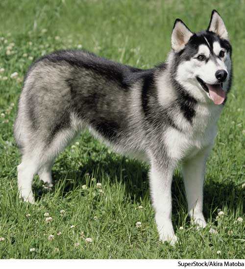 medium husky
